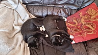 Auf der Couch l&auml;ßt es sich gut schlafen.
